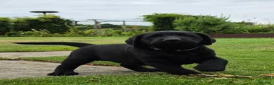 Labrador Retriever 1