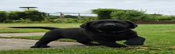 Labrador Retriever honden te koop: Prachtig zwart labrador reutje ! ♥ - Advertentie 18