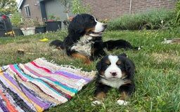 Berner Sennenhond honden te koop: Allerknapste Berner sennen pups (reutjes) in Woudenberg - Afbeelding 1