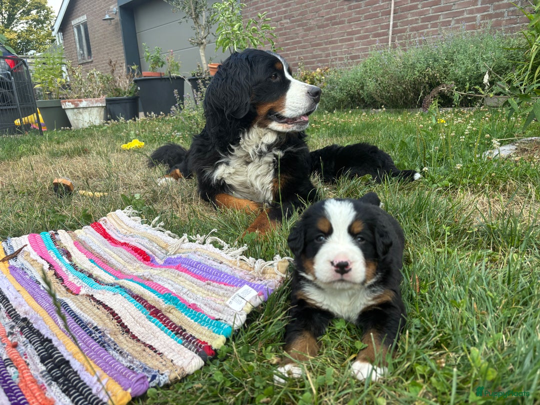 Berner Sennenhond honden te koop: Allerknapste Berner sennen pups (reutjes) in Woudenberg - Afbeelding 1