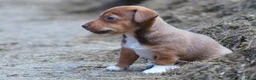 Jack Russel Terriër honden te koop: Stoere Jack Russel pups beschikbaar - Advertentie 4