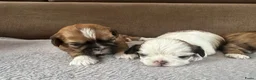Shih Tzu honden te koop: Shih tzu pups  - Advertentie 10