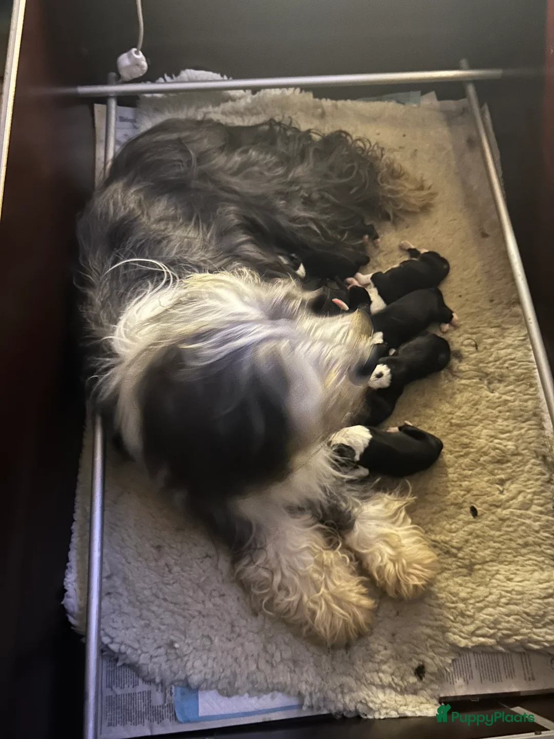 Bearded Collie honden te koop: Prachtige en lieve Bearded Collie pups  - Advertentie 6