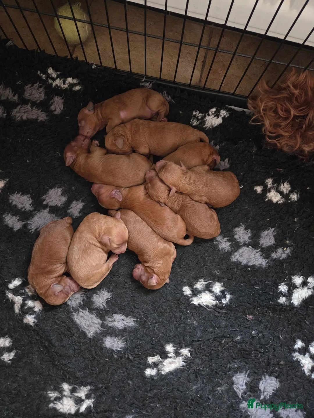 Labradoodle honden te koop: Mini doodles  - Advertentie 2
