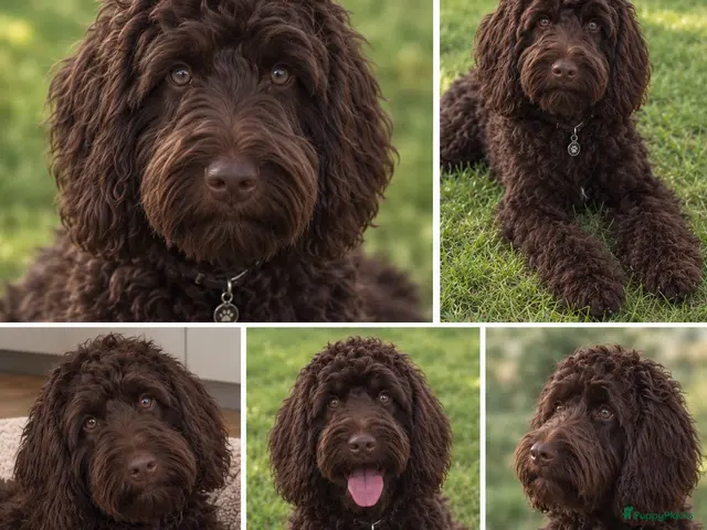 Australian Labradoodle honden te koop: Labradoodles teef, kleine medium chocolade bruin - Advertentie 2