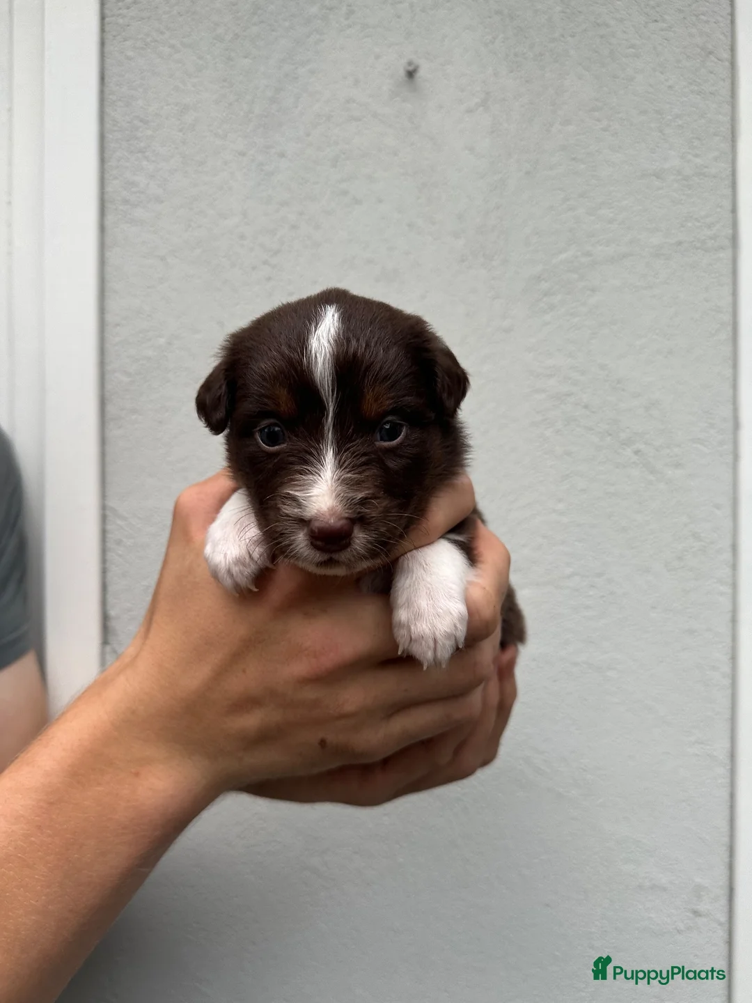Australian Shepherd honden te koop: Australian Shepherd pups - Advertentie 2