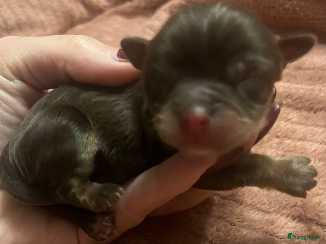 Chihuahua honden te koop: Chihuahua pupjes langhaar - Advertentie 5