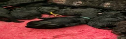 Poedel honden te koop: Grote poedel pups met fci stamboom - Advertentie 4