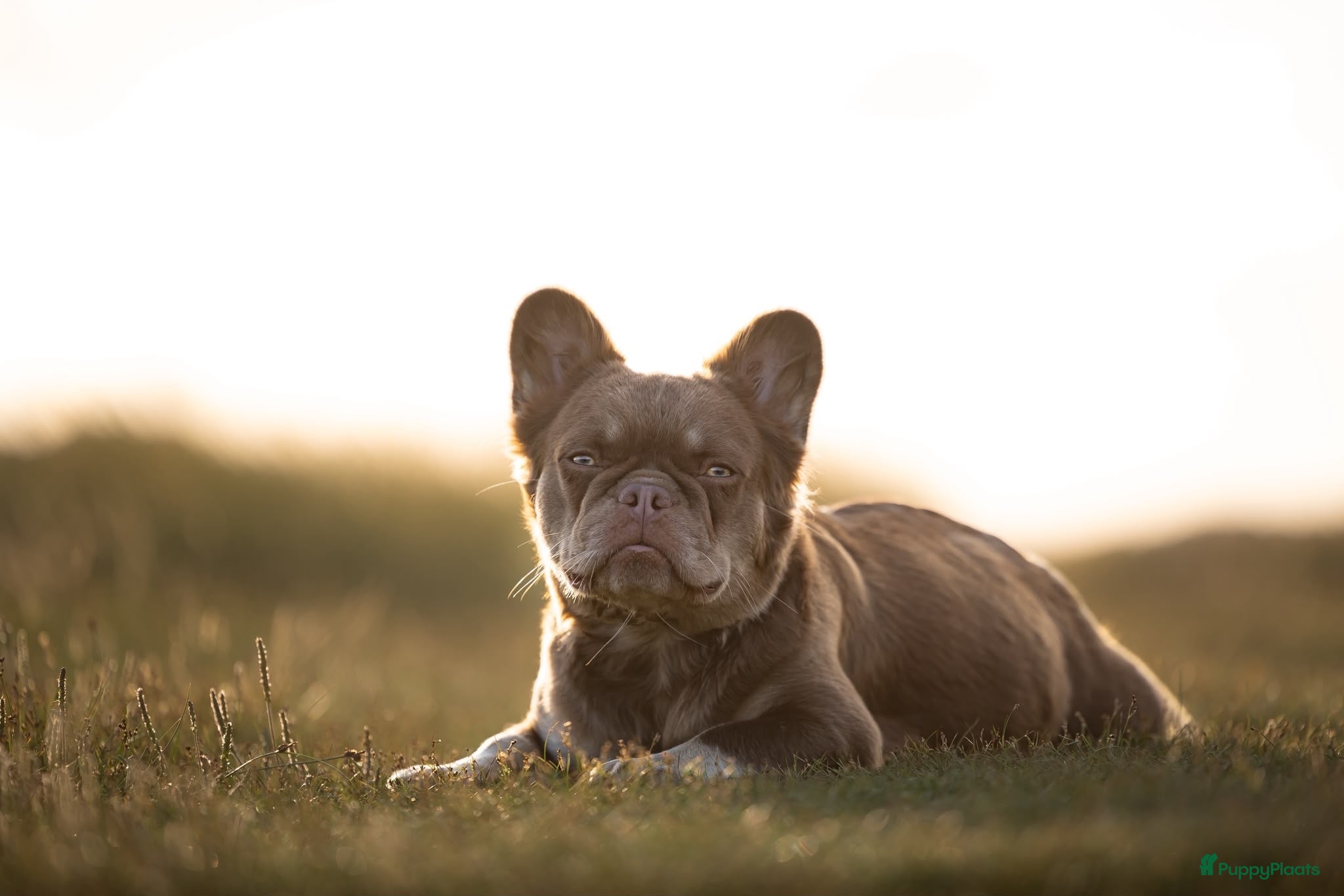 Franse Bulldog honden Mooie Franse bulldog pups  - Advertentie 1