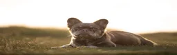 Franse Bulldog honden te koop: Mooie Franse bulldog pups  - Advertentie 1