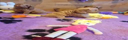 Kruising honden te koop: Prachtige mini/medium Australian labradoodle pups - Advertentie 3
