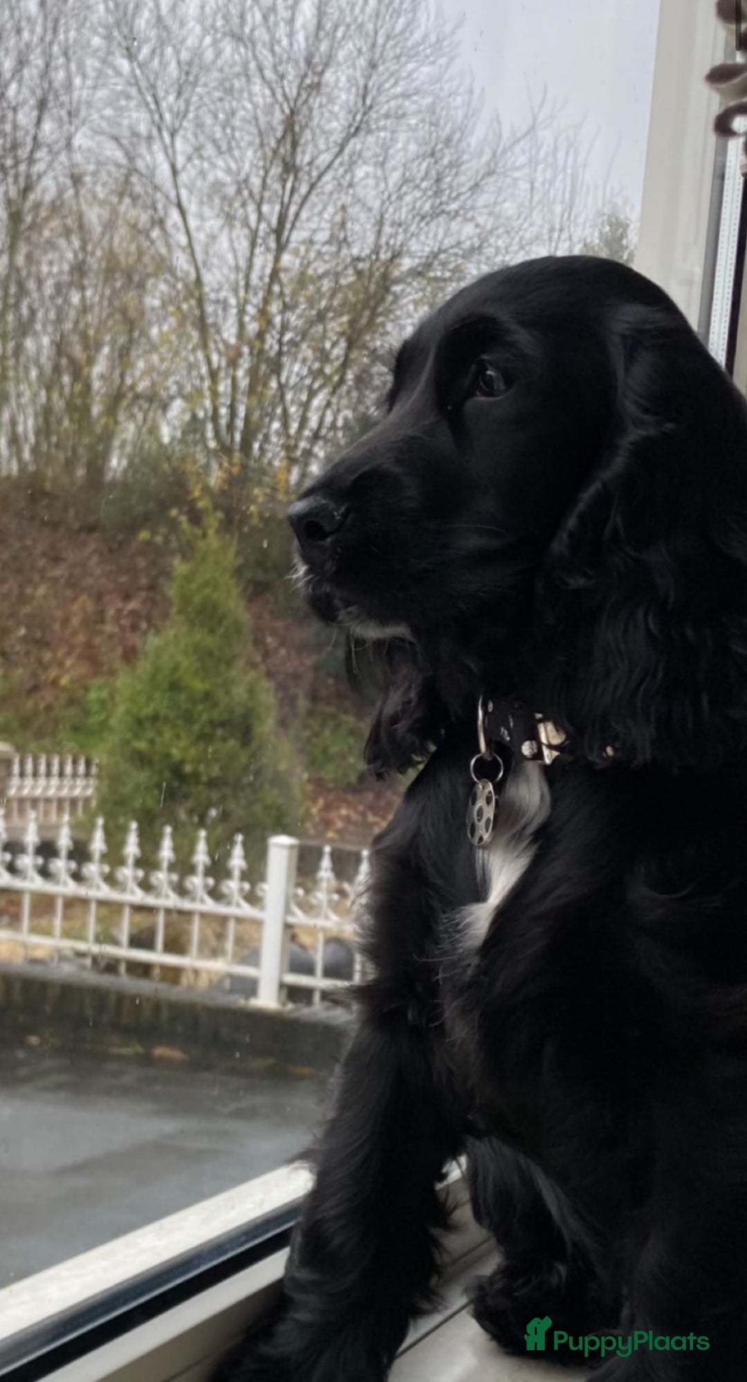 Engelse Cocker Spaniel honden te koop: Engelse Cocker spaniël pups te koop  - Afbeelding 5