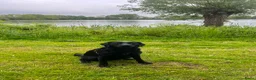 Labrador Retriever honden te koop: Fieldtrial labrador pups - Advertentie 2