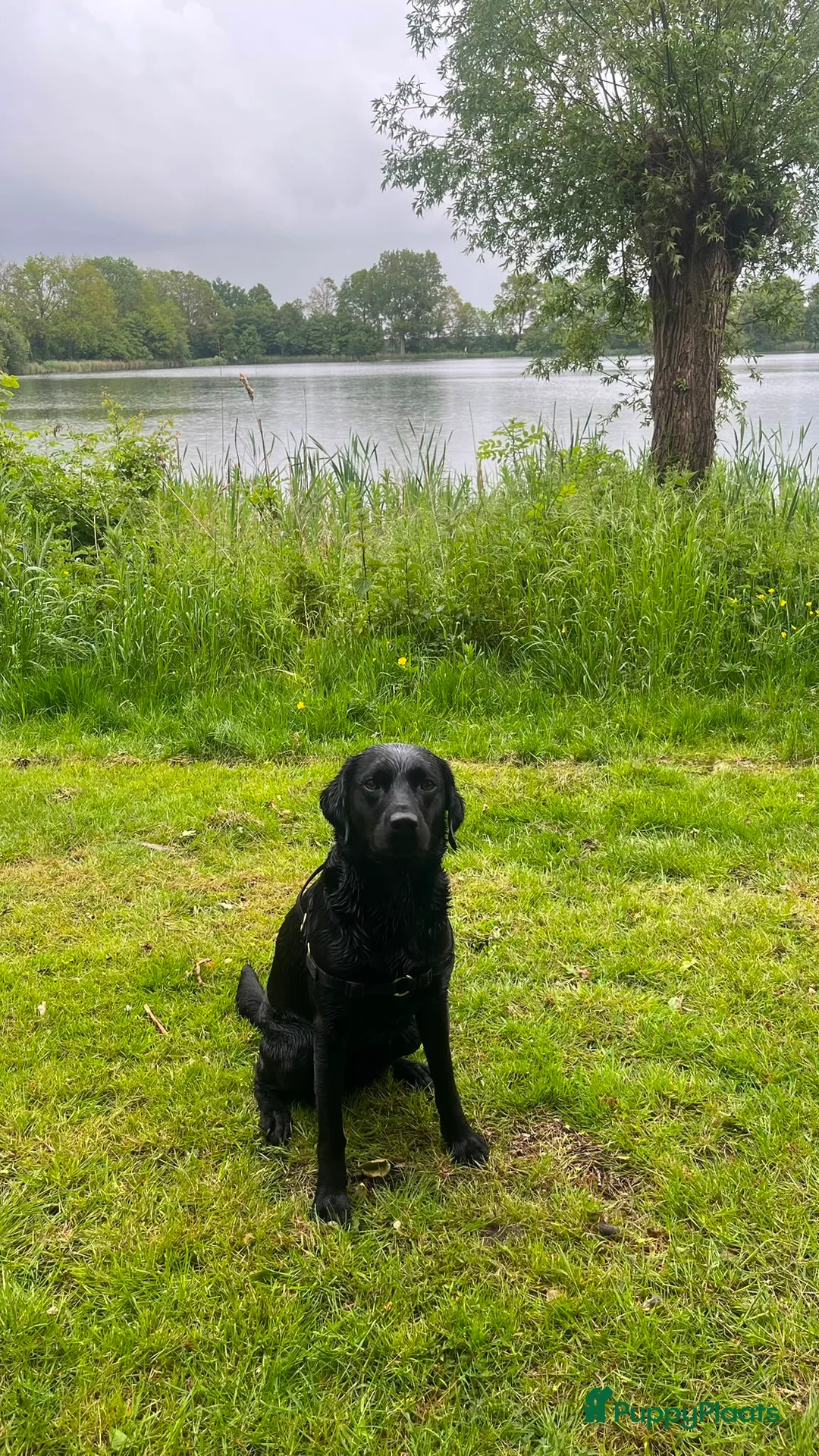 Labrador Retriever honden te koop: Fieldtrial labrador pups - Advertentie 2