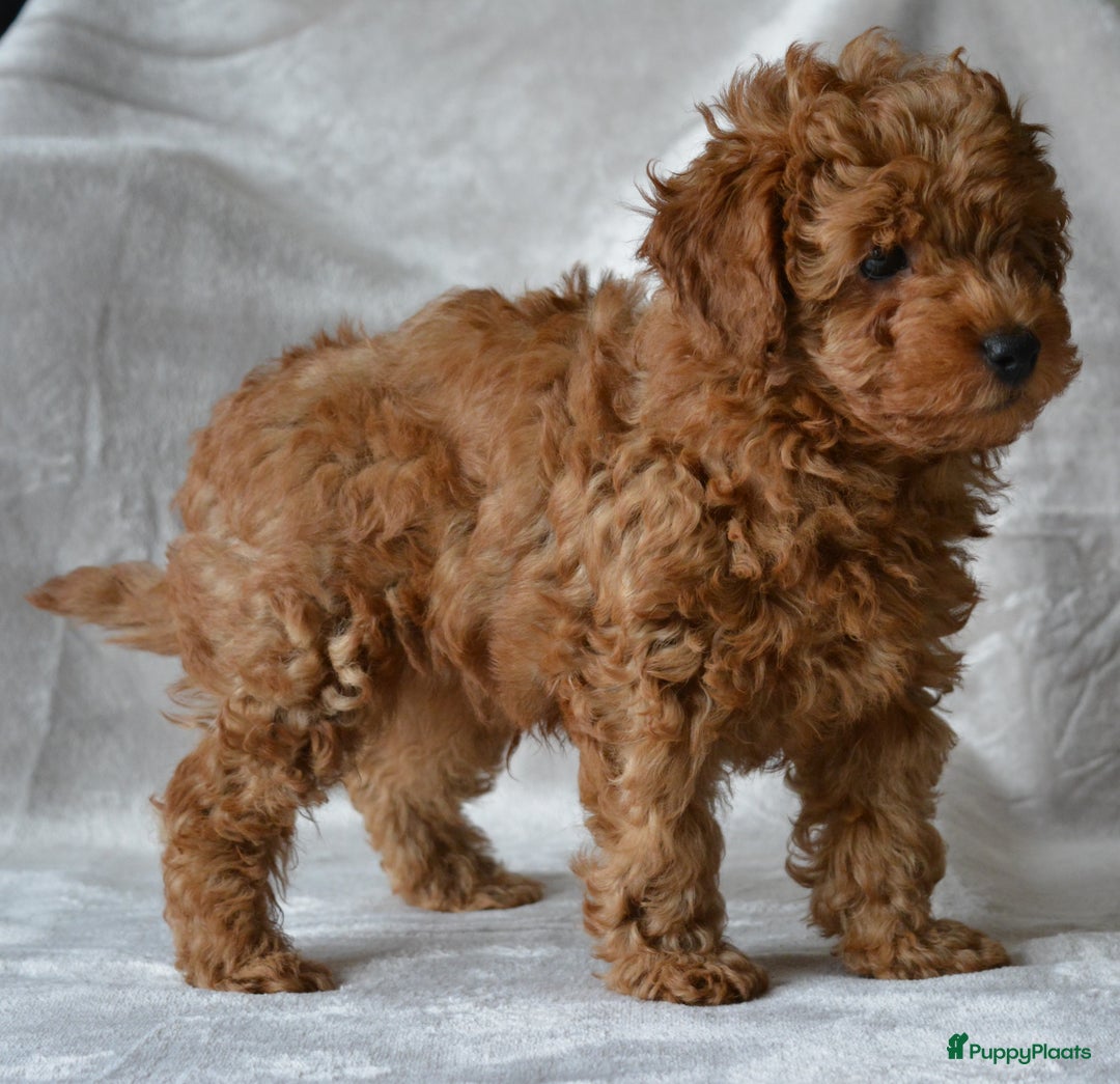 Poedel Toy honden te koop: Te koop Toy Poedels met FCI stamboom in Alblasserdam - Afbeelding 1