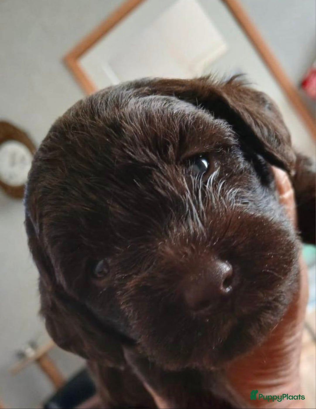 Kruising honden te koop: nestje kruising Waterhond, labradoedel look-a-like - Afbeelding 7