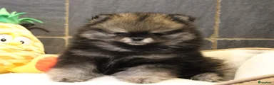 Pomeriaan Puppy 2