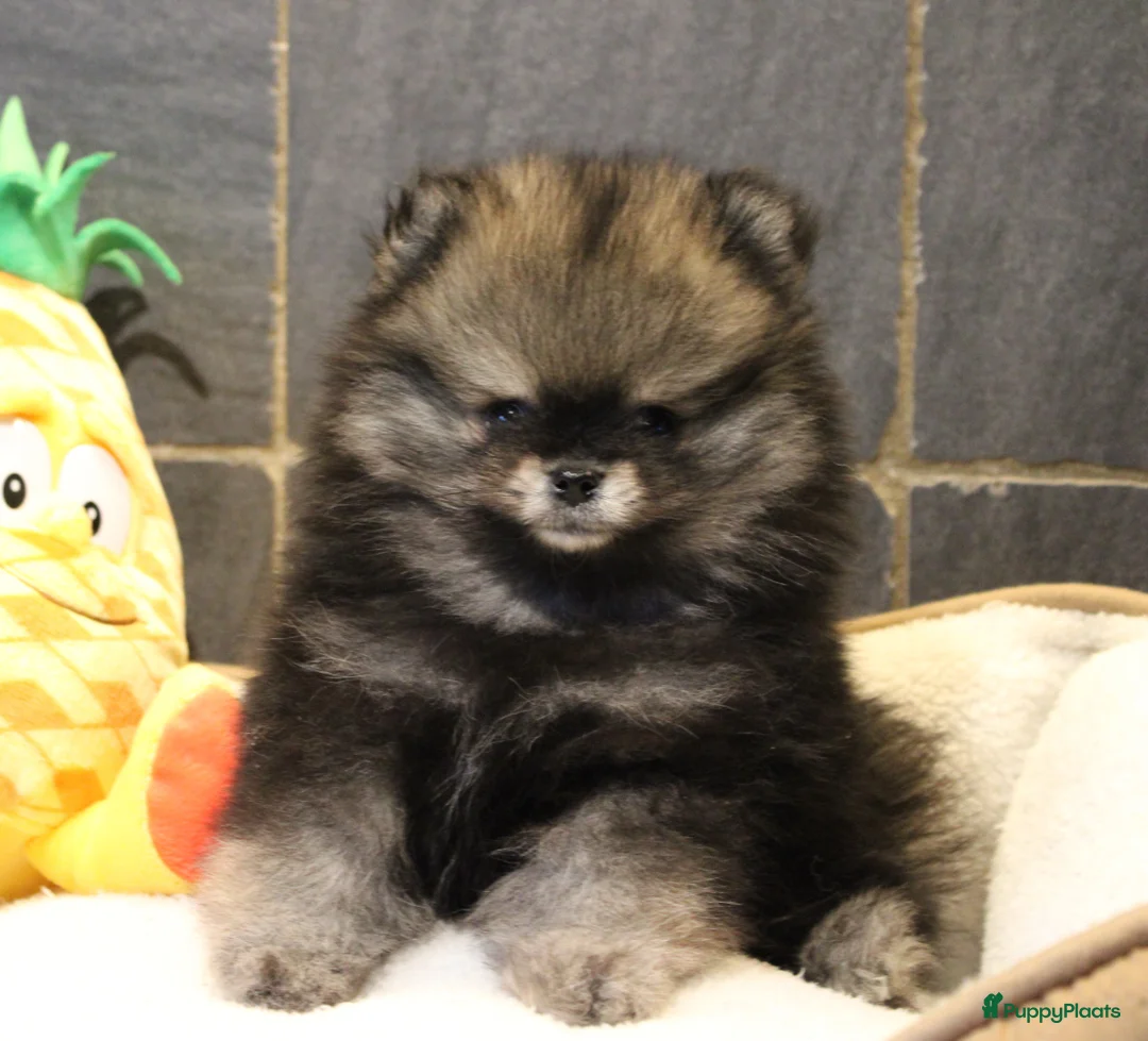 Pomeriaan honden te koop: Pomeriaan pups - Advertentie 24