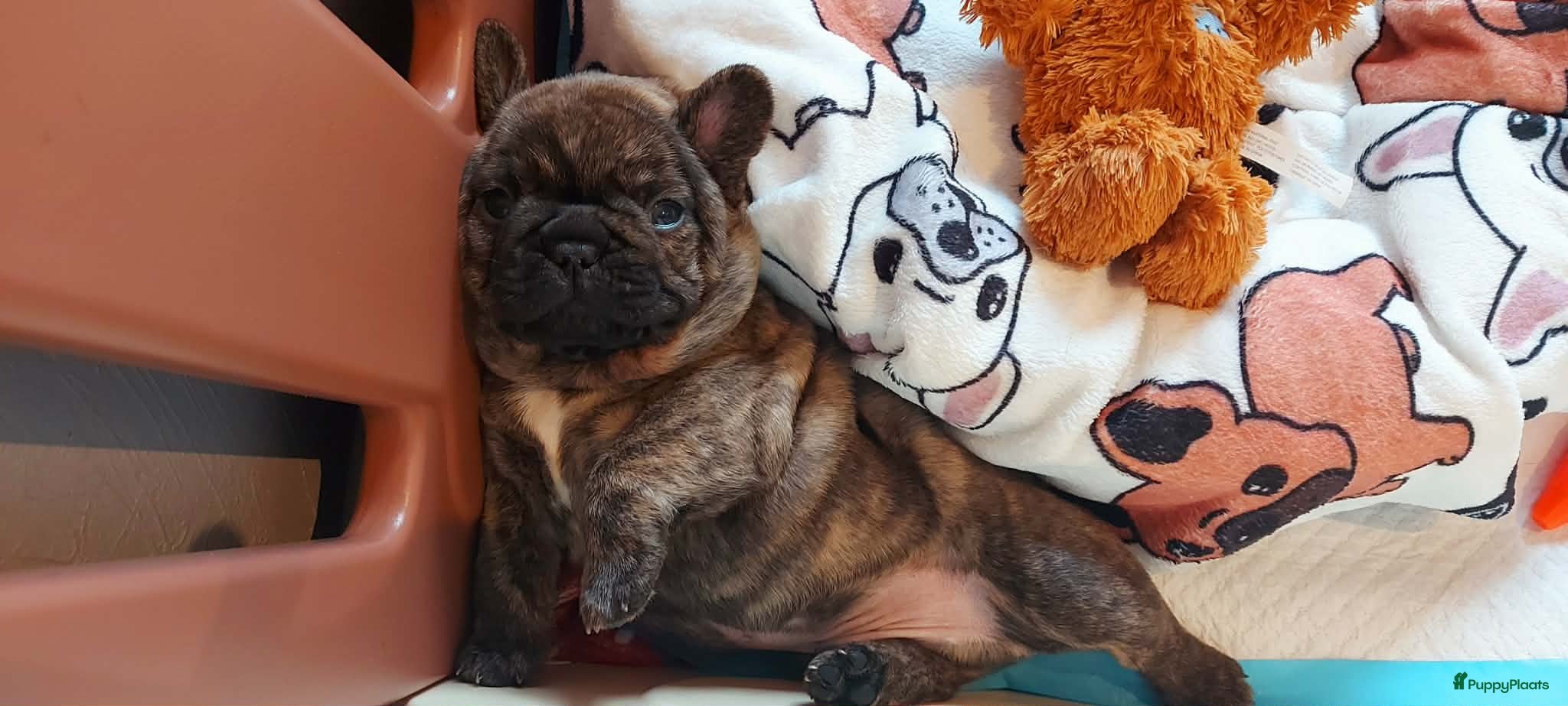 Franse Bulldog honden Prachtige Franse Bulldog pups met stamboom - Advertentie 4