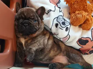 Franse Bulldog honden Prachtige Franse Bulldog pups met stamboom - Advertentie 4