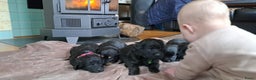 Kruising honden te koop: Kruising Engelse cockerspaniel pups.  - Advertentie 7