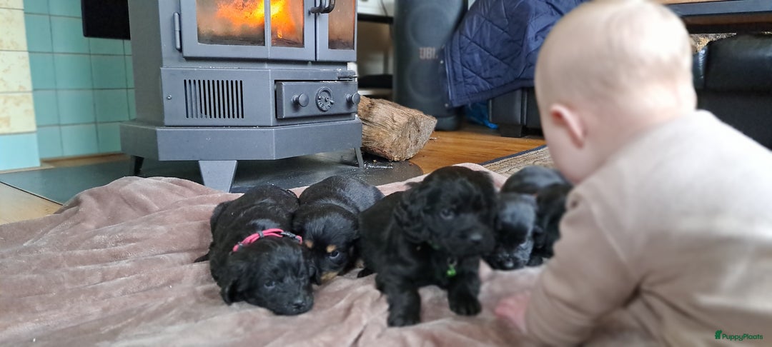 Kruising honden te koop: Kruising Engelse cockerspaniel pups.  - Advertentie 7