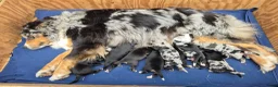 Kruising honden te koop: Australian shepherd x Berner sennen (25%) pups  - Advertentie 13
