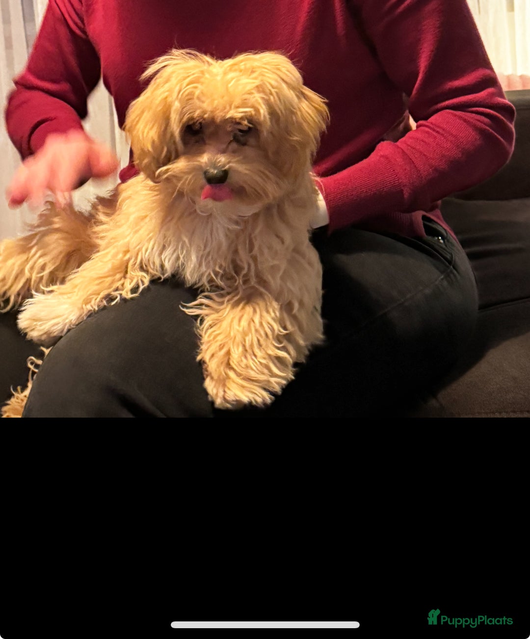 Maltipoo honden te koop: Herplaatsing F1 mini maltipoo - Advertentie 4