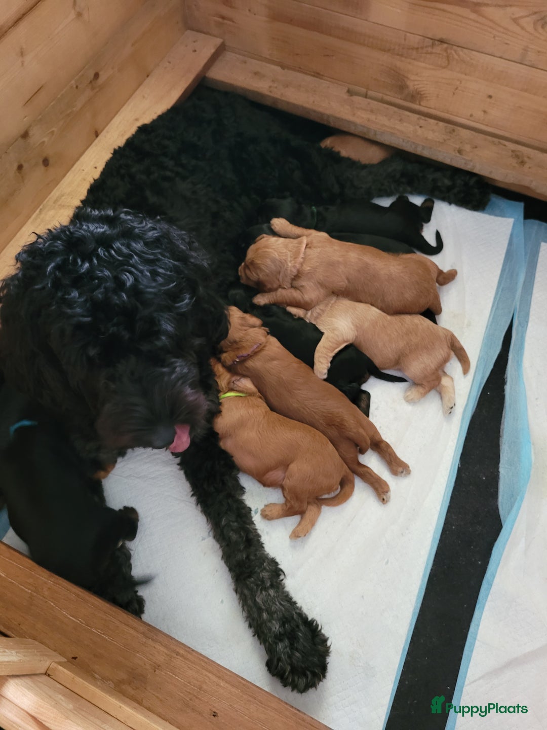 Kruising honden te koop: Labradoodle pups - Advertentie 1