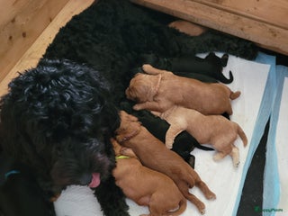 Kruising honden Labradoodle pups - Advertentie 8