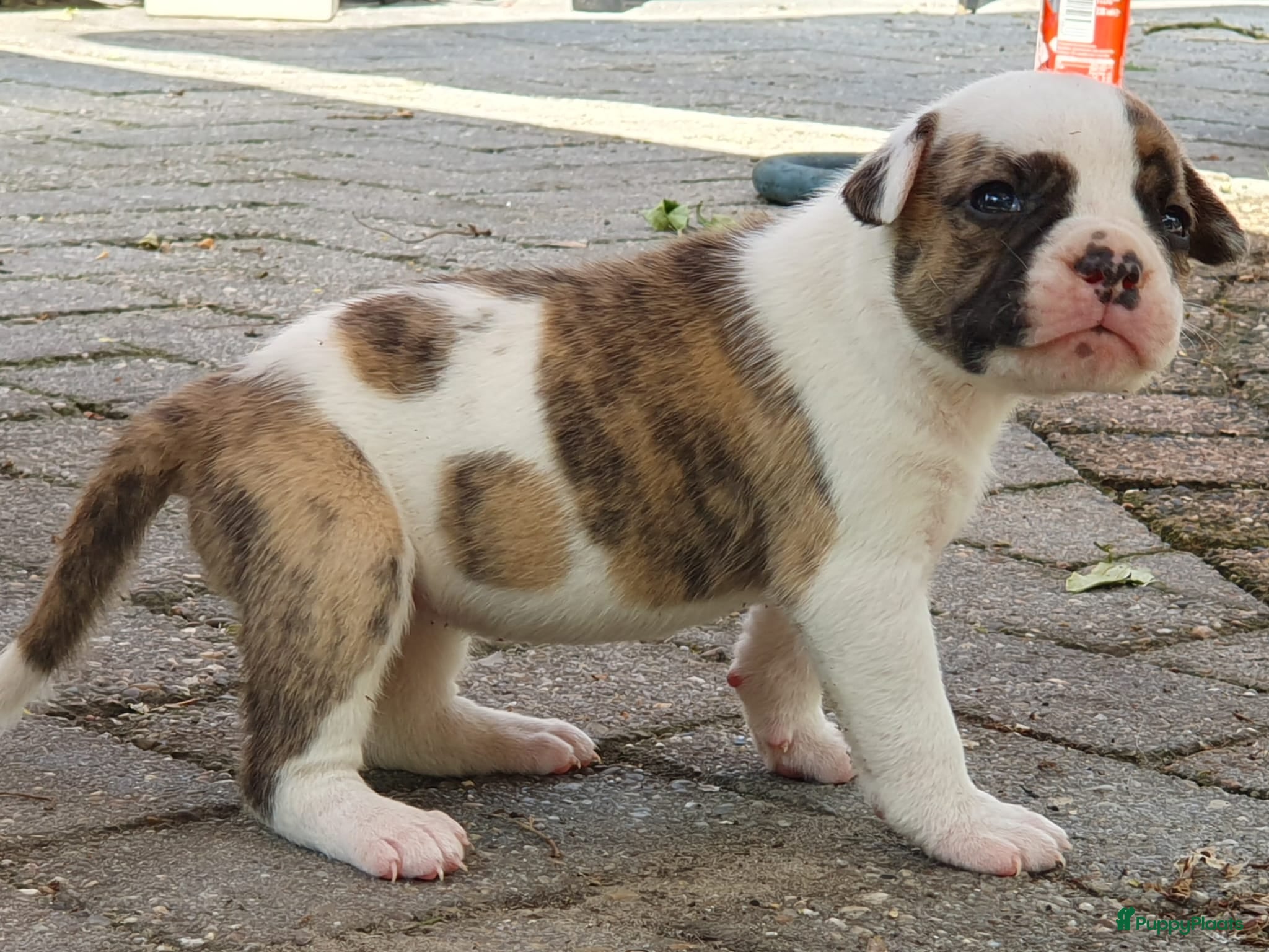 Amerikaanse Bulldog honden Mooie en gezonde Amerikaanse bulldog pups - Advertentie 1