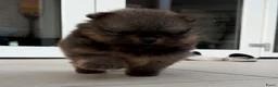 Pomeriaan honden te koop: Raszuivere Pomeranian/pomeriaan/dwergkees puppy’s  - Advertentie 9