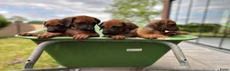 Rhodesian Ridgeback honden te koop: Rhodesian ridgeback - Advertentie 6