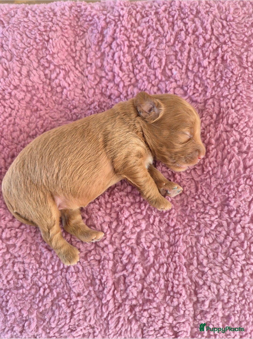 Kruising honden Labradoodle pups  - Advertentie 6