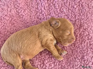 Kruising honden Labradoodle pups - Advertentie 1