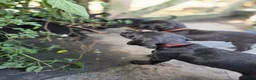 Kruising honden te koop: Nog 3 geweldige pups – Labradoodle x Dalmatiër - Advertentie 11
