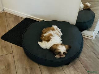 Shih Tzu honden Shitzu - Advertentie 6