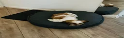 Shih Tzu honden te koop: Shitzu - Advertentie 1