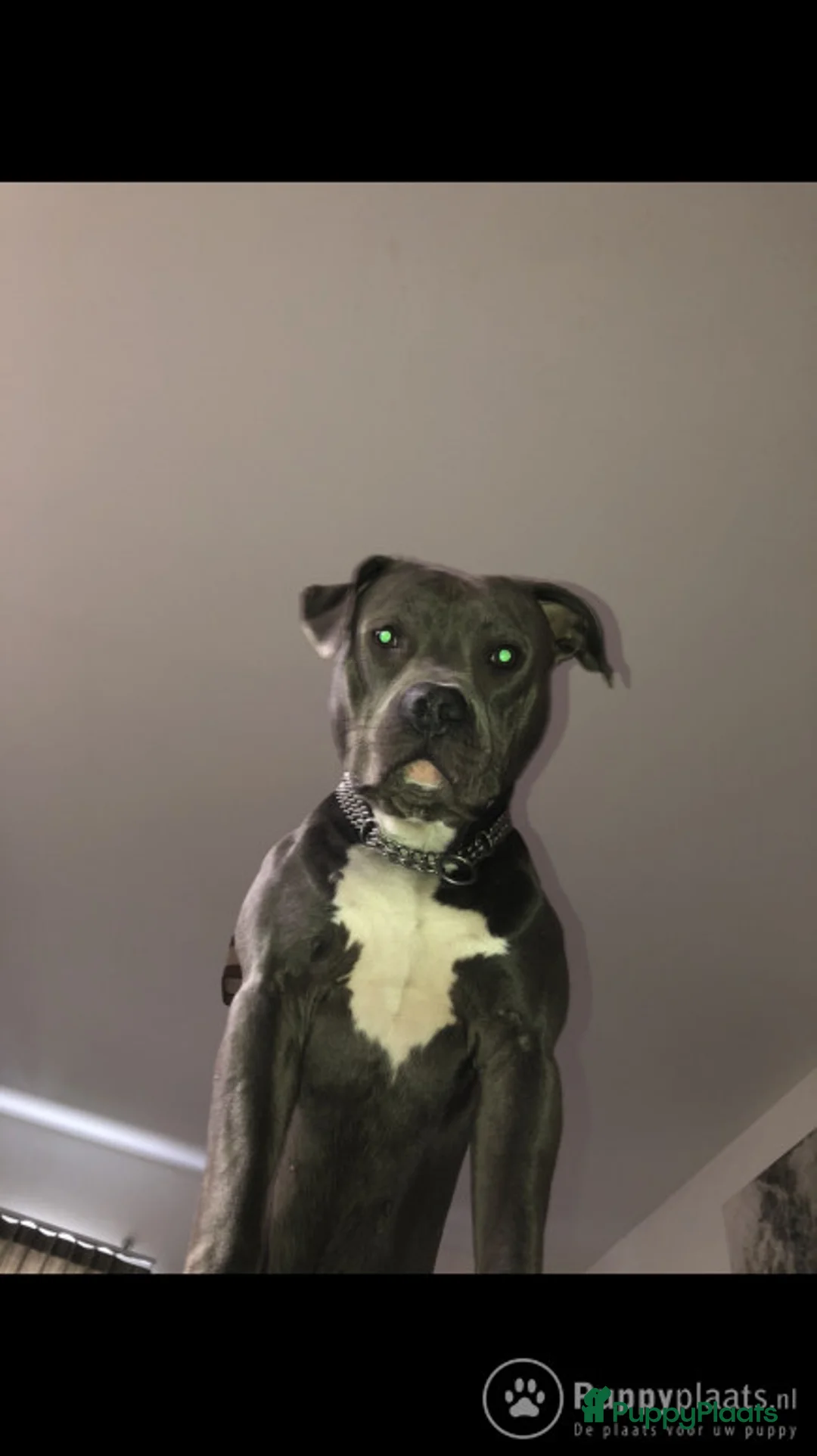 American Staffordshire Terriër honden ter dekking: Dekreu Amstaff (40KG) in Breda - Advertentie 5