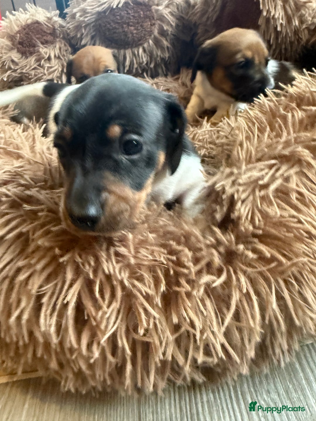 Teckel (korthaar)  honden te koop: Piebald dwergteckel pups - Advertentie 11