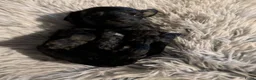 Labradoodle honden te koop: Toy Poedel 🐕 Doodle Mini 🐕 OudersGetest ! - Advertentie 11