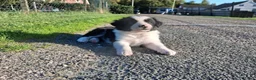 Border Collie honden te koop: Border collie puppy's in Oude Pekela - Advertentie 7