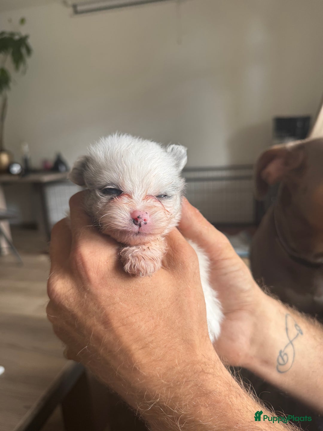 Pomeriaan honden te koop:  puppies met blauwe oogjes 😍 in Zoetermeer - Afbeelding 15