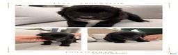 Kruising honden te koop: 4 dame Australian Retrievers zoeken thuis. - Advertentie 4