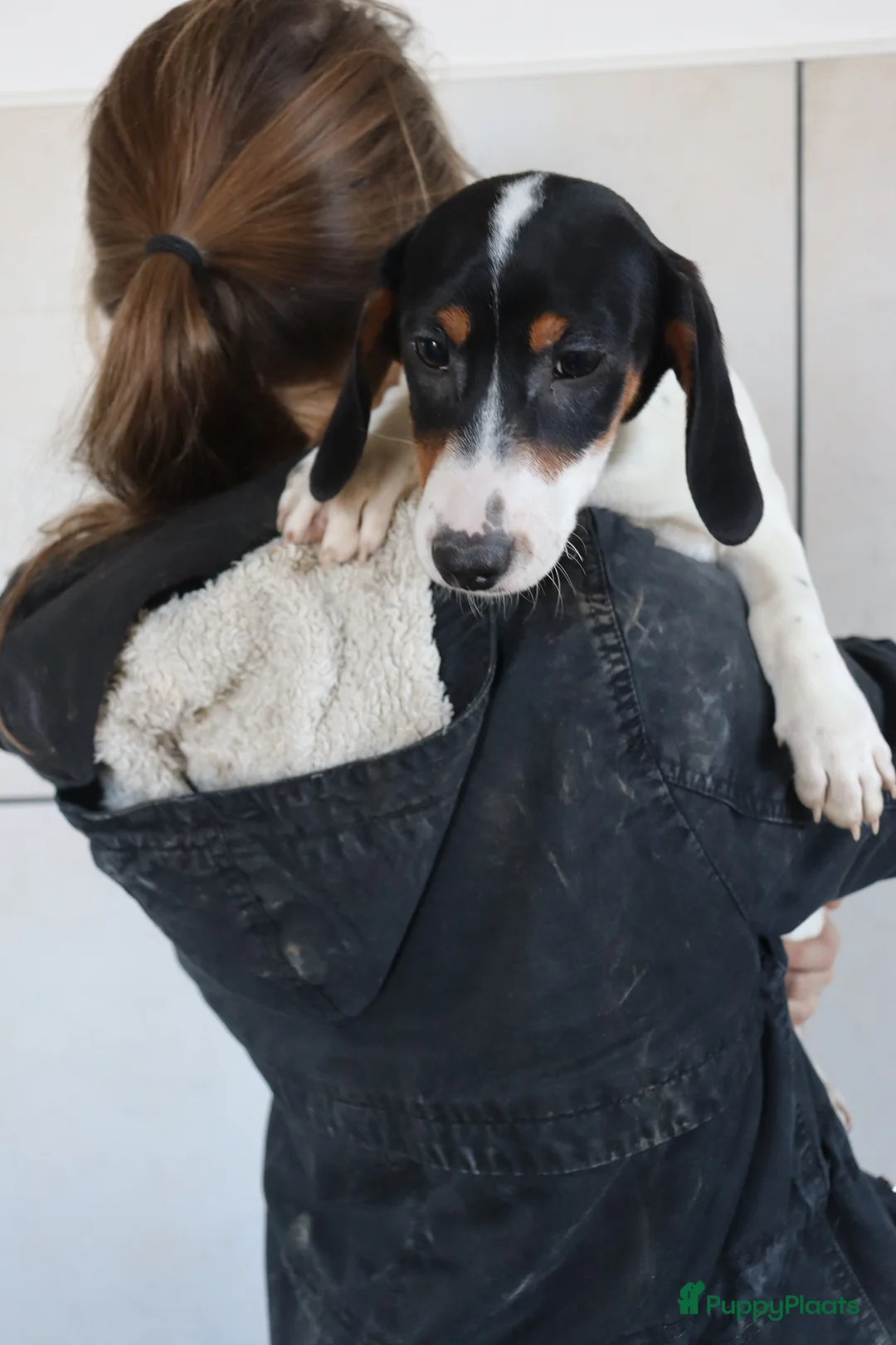 Jack Russel Terriër honden te koop: Zeer lieve en mooie jack russels te koop - Advertentie 12