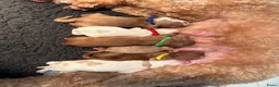 Australian Labradoodle honden te koop: Lieve en knappe australian labradoodle pups - Advertentie 6
