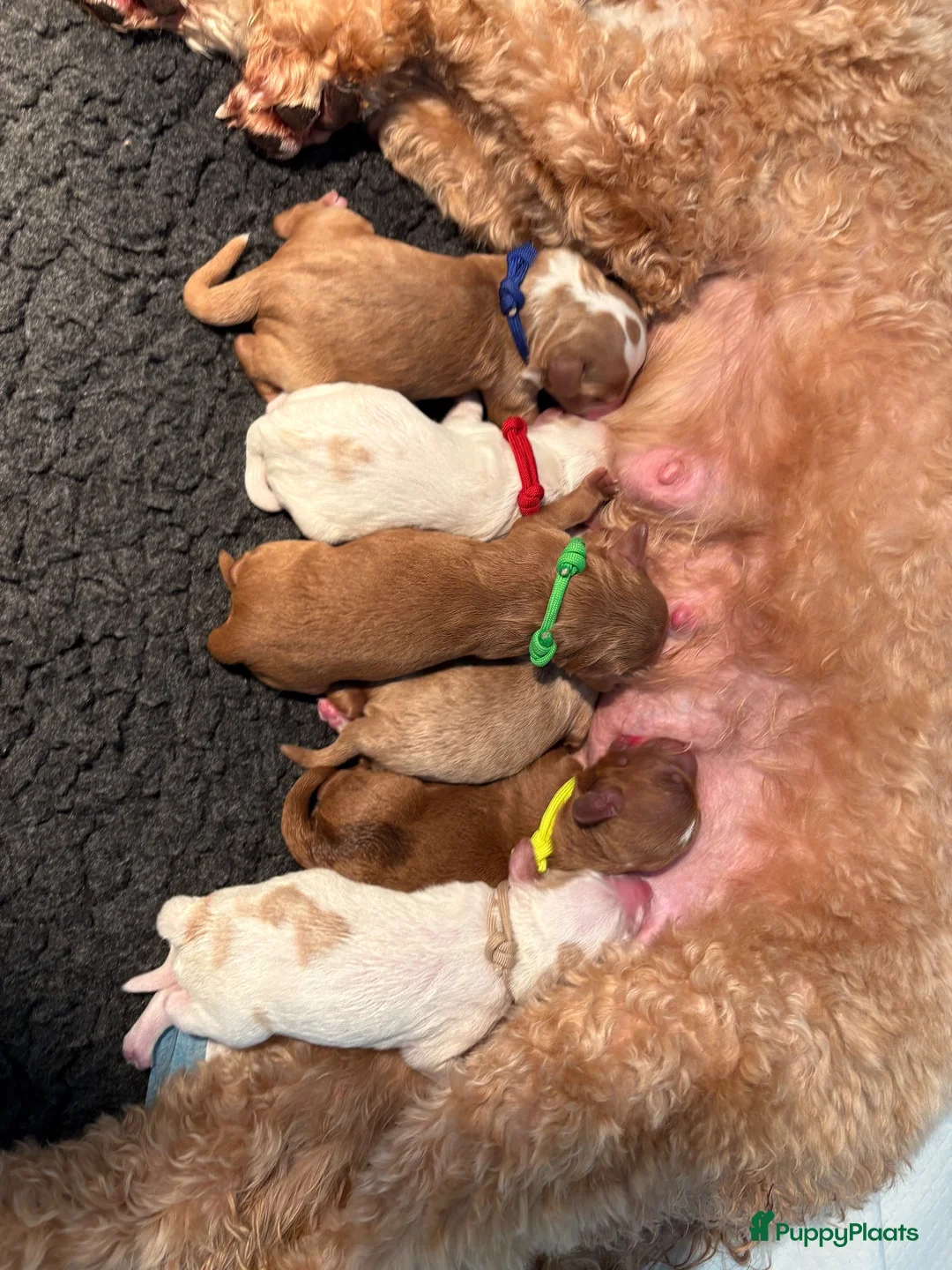 Australian Labradoodle honden te koop: Lieve en knappe australian labradoodle pups - Advertentie 6