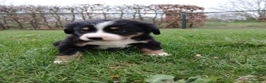 Kruising Puppy 1