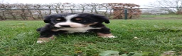 Kruising honden te koop: Berner sennen kruising  - Advertentie 4