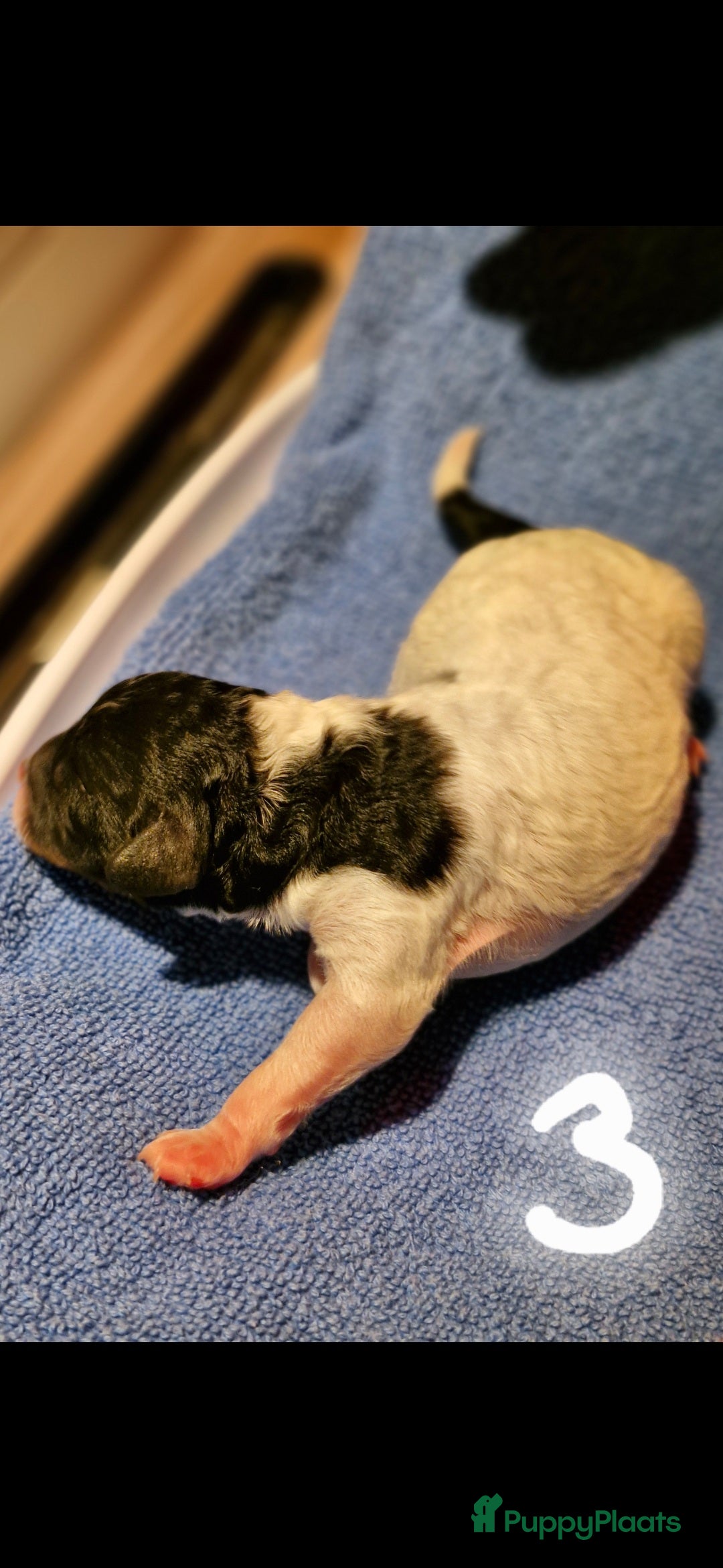 Poedel Toy honden te koop: 3 toy poedel reutjes - Advertentie 3